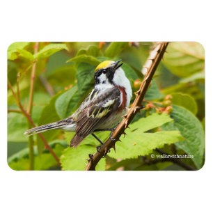 Beautiful Chestnut-Sided Warbler on a Branch Magnet