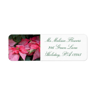 Beautiful Christmas Poinsettia Photo