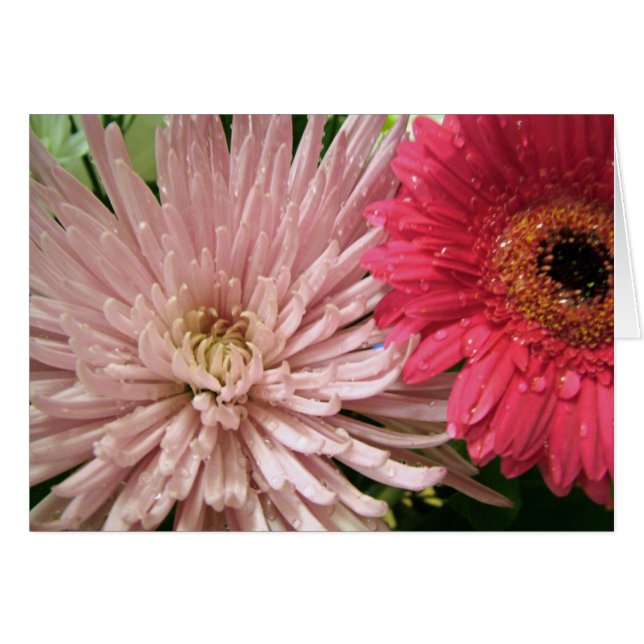 beautiful chrysanthemum (Front Horizontal)