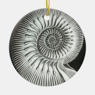 Beautiful close up ammonite picture design ceramic tree decoration