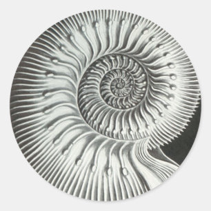 Beautiful close up ammonite picture design classic round sticker
