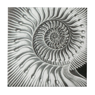 Beautiful close up ammonite picture design tile