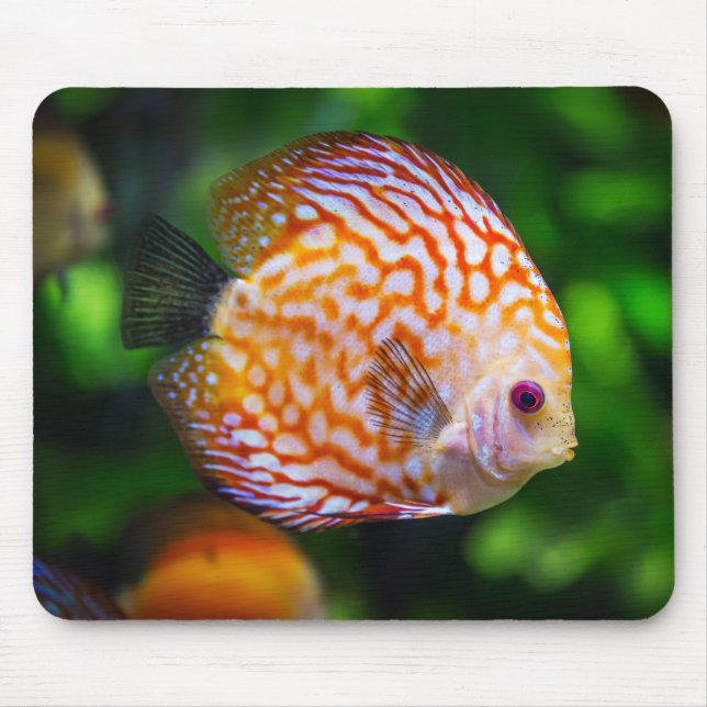 Beautiful Close-Up of a Discus Fish Mouse Pad (Front)
