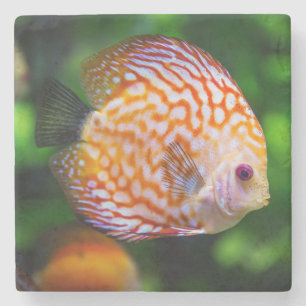 Beautiful Close-Up of a Discus Fish Stone Coaster