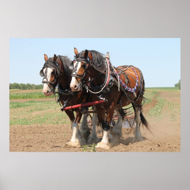 Beautiful clydesdale horses ploughing poster (Front)