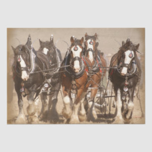 Beautiful Clydesdale Horses Ploughing - Team Work Tissue Paper