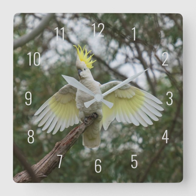 Beautiful Cockatoo Bird Parrot Spreading Wings Square Wall Clock (Front)