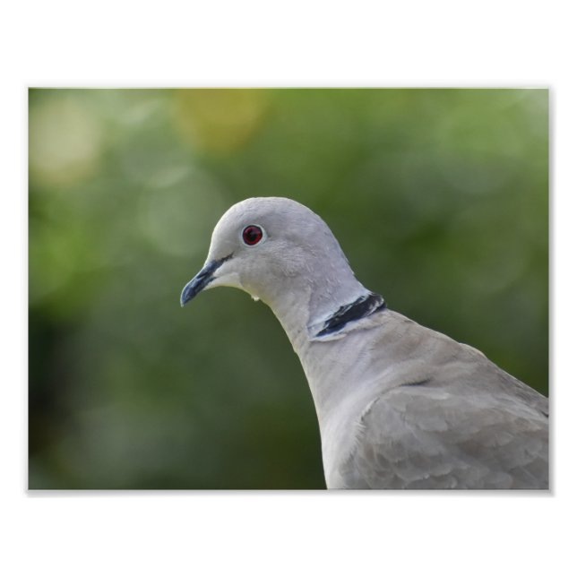 Beautiful Collared Dove Photo Print (Front)