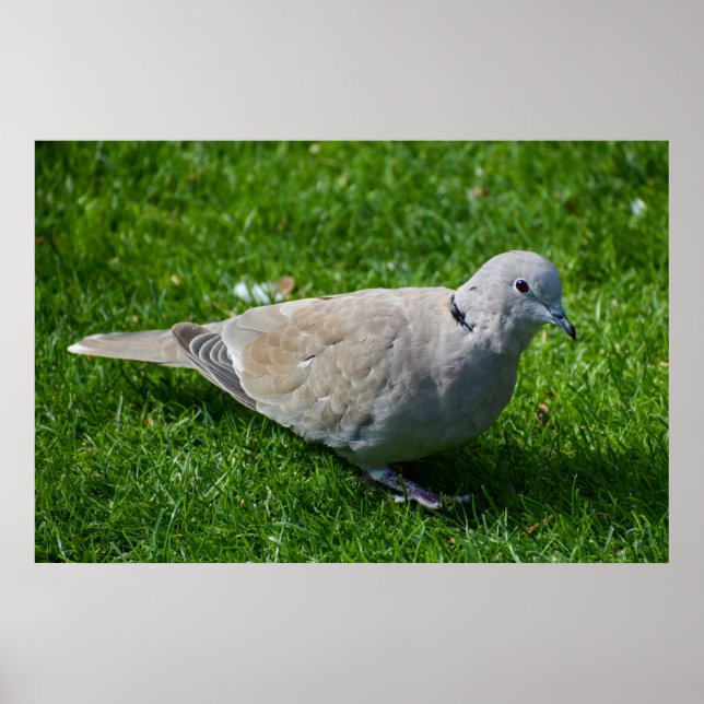 Beautiful Collared Dove  Poster (Front)