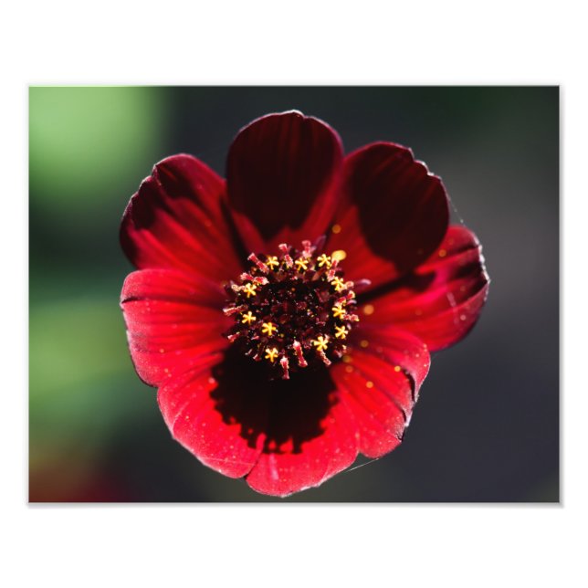 Beautiful Coloured Chocolate Cosmos  Photo Print (Front)