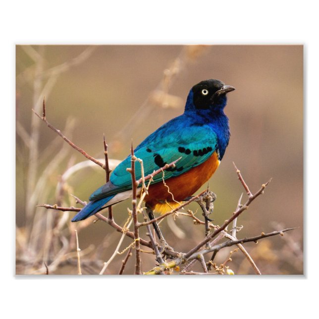 Beautiful Colourful Bird in the Bush Photo Print (Front)