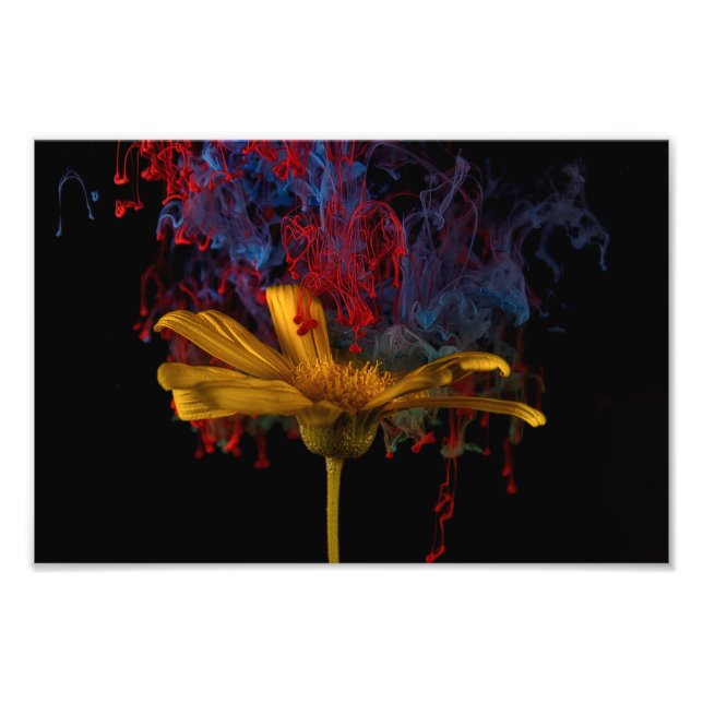 Beautiful Colourful Daisy Photo Print (Front)