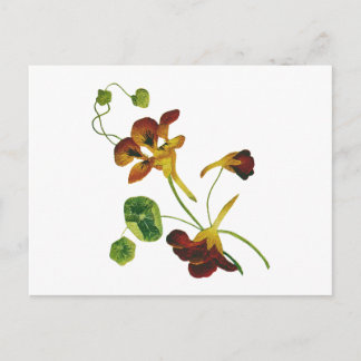 Beautiful Colourful Embroidered Nasturtiums Postcard