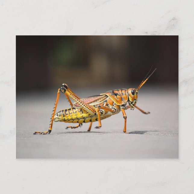 Beautiful colourful grasshopper in close-up postcard (Front)