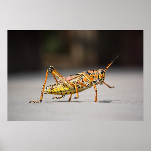 Beautiful colourful grasshopper in close-up poster (Front)