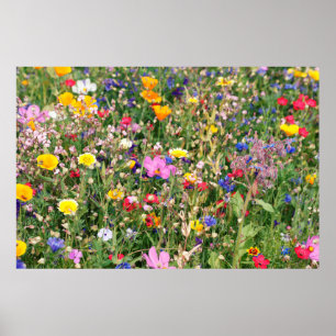 beautiful colourful meadow of wild flowers poster
