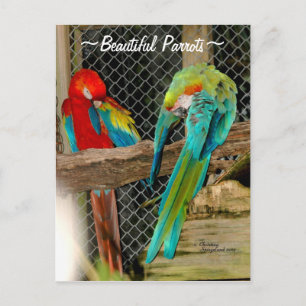 Beautiful colourful Parrots birds Postcard