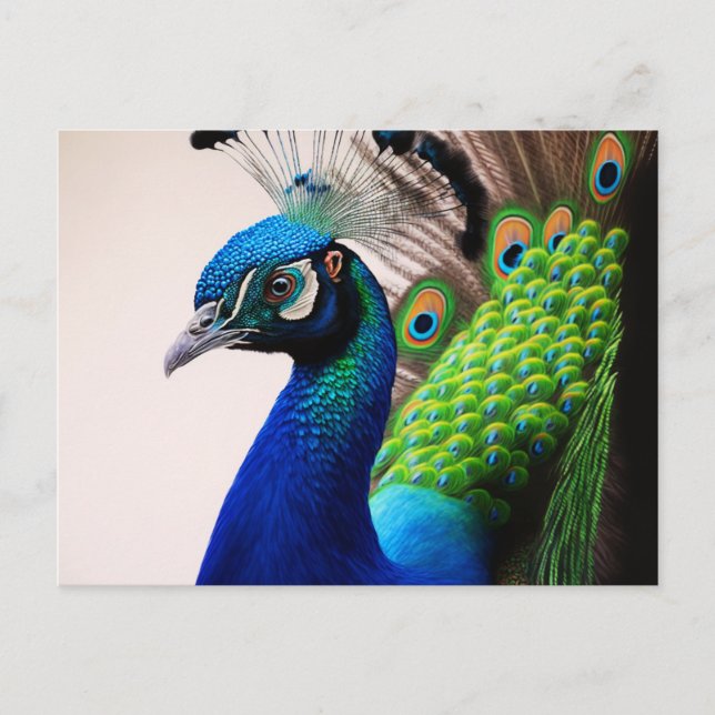 Beautiful Colourful Peacock Peafowl Bird Wildlife Postcard (Front)