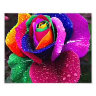 Beautiful Colourful Rainbow Rose Photo Print