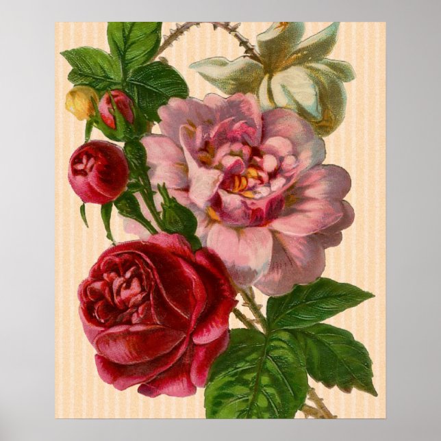 Beautiful Colourful Roses Poster (Front)