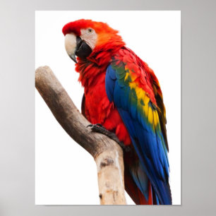 Beautiful Colourful Scarlet Macaw Parrot Bird Poster