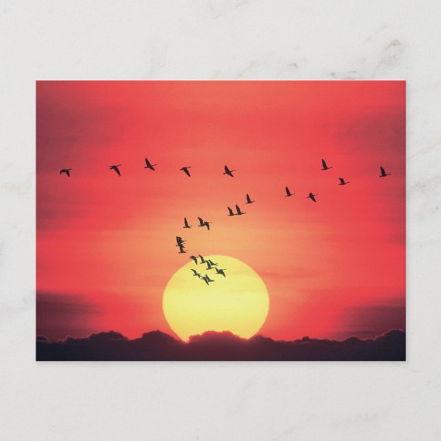 Beautiful colourful sunset with birds flying postcard (Front)