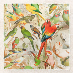 Beautiful Colourful Vintage Tropical Birds Parrots Glass Coaster