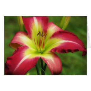 Beautiful Contrast - Daylily
