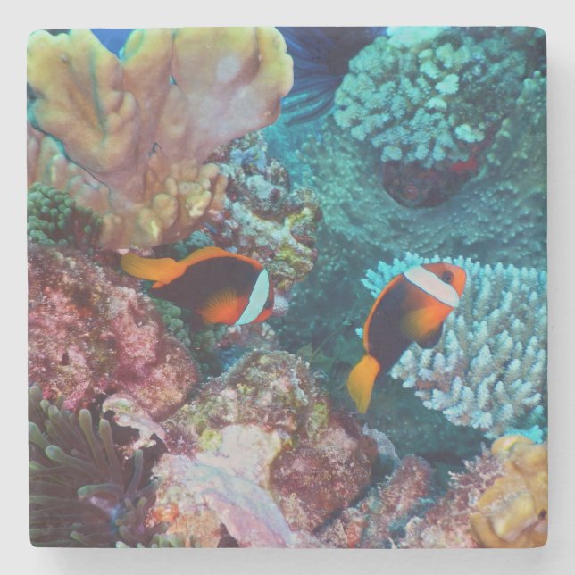 Beautiful Coral Reef with Fish Stone Coaster (Front)
