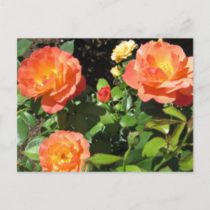 Beautiful Coral Roses Postcard