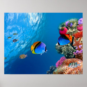 Beautiful coral underwater poster / wall art