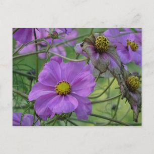 Beautiful Cosmea Flowers DIY Postcard