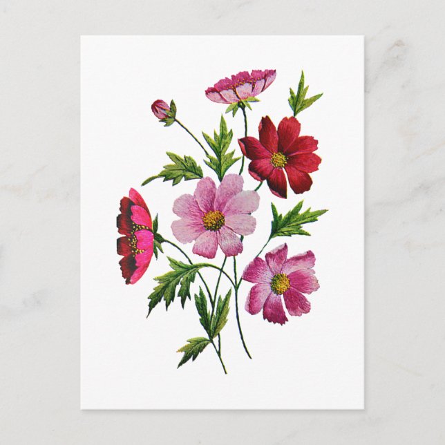 Beautiful Cosmos Flowers in Crewel Embroidery Postcard (Front)