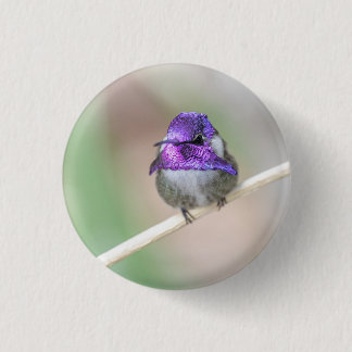 Beautiful Costa's hummingbird 3 Cm Round Badge