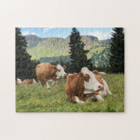 Beautiful Cows at Pasture Nature Photograph