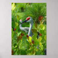 Beautiful Crane Bird Photograph