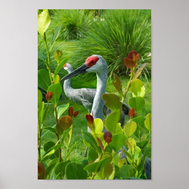 Beautiful Crane Bird Photograph Poster (Front)