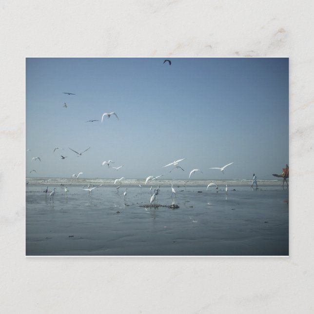 Beautiful Cranes Flying Over Water Nature's Ballet Postcard (Front)