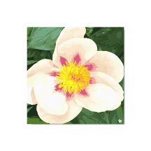 Beautiful cream and pink peony on canvas.