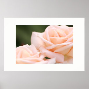 Beautiful Cream Roses Poster