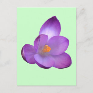 Beautiful Crocus Postcard