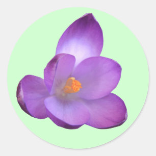 Beautiful Crocus Sticker