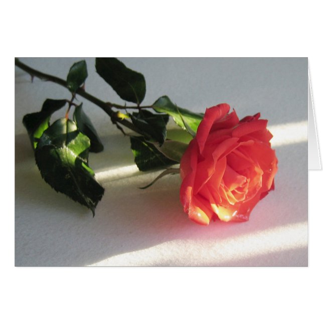 Beautiful Cut Rose on Table Lit by Sunlight (Front Horizontal)