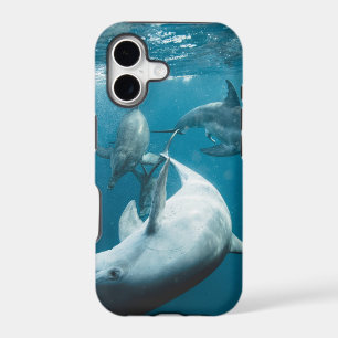 Beautiful Cute Dolphins