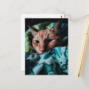 Beautiful Cute Ginger Tabby Cat Postcard