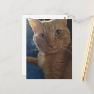 Beautiful Cute Ginger Tabby Cat Postcard