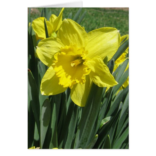 Beautiful daffodil Blank (Front)