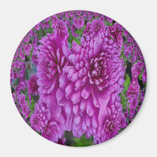 Beautiful Dahlias....... Magnet
