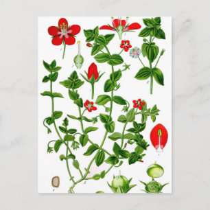 Beautiful Dainty red spring flower Postcard
