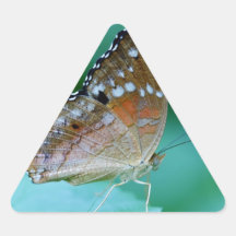 Beautiful Danaus Plexippus Butterfly on Leaf.